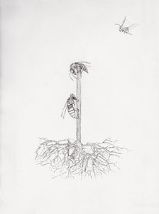 Arbre à guêpes