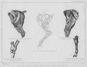 Anatomie, muscles, artères, os, etc. des extrémités postérieures - Benjamin Herring