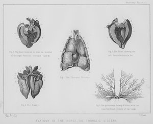 Anatomie du cheval, les viscères thoraciques (lithographie)