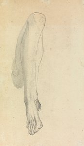 Étude anatomique d