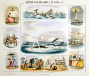 La Baleine, c1850 - Benjamin Waterhouse Hawkins