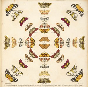 Détail de la Planche XI, de Une rare représentation de papillons et de mites, pub. 1764