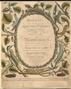 Frontispice, de A Rare Depiction of Butterflies and Moths, pub. 1764 - Benjamin Wilkes