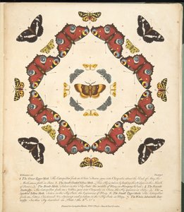 Planche 1, de A Rare Depiction of Butterflies and Moths, pub. 1764 - Benjamin Wilkes