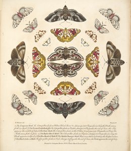 Planche IV, de A Rare Depiction of Butterflies and Moths, pub. 1764 - Benjamin Wilkes