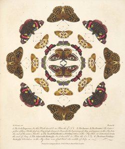 Planche VII, de A Rare Depiction of Butterflies and Moths, pub. 1764