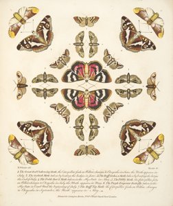 Planche VI, de A Rare Depiction of Butterflies and Moths, pub. 1764 - Benjamin Wilkes