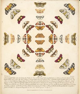 Planche XI, de A Rare Depiction of Butterflies and Moths, pub. 1764 - Benjamin Wilkes