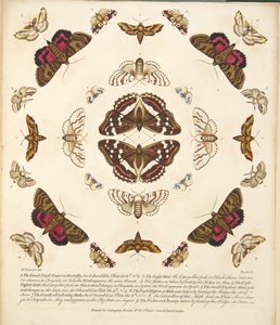 Planche X, de A Rare Depiction of Butterflies and Moths, pub. 1764 - Benjamin Wilkes
