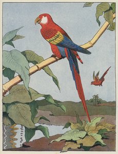 Ara rouge - Benjamin Rabier