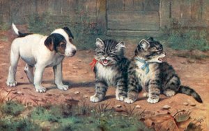 Carte postale de chat