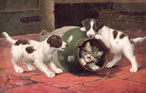 Carte postale de chat