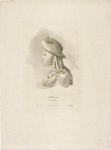 La Bouchère, des Arts et Métiers - Bernard Gaillot