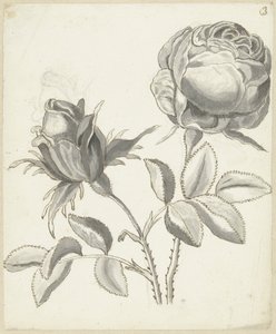 Deux roses