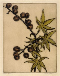 Graine de ricin