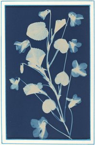 Sans titre, c. 1900 - Bertha Evelyn Jacques