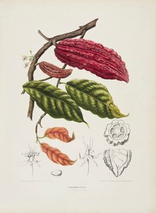 Theobroma, arbre de cacao