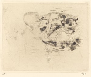 Cygnes à l