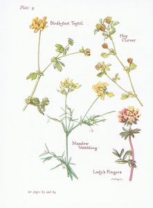 Lotier corniculé, Trèfle des prés, Trèfle jaune, Vesce des prés, 1951