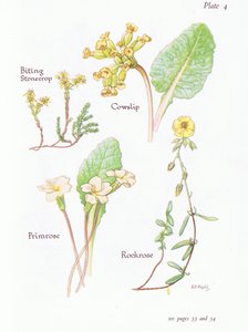 Orpin âcre, Primevère officinale, Hélianthème, Primevère, 1951