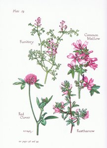 Mauve commune, Arrête-bœuf, Fumeterre, Trèfle rouge, 1951 - Bessie D. Inglis