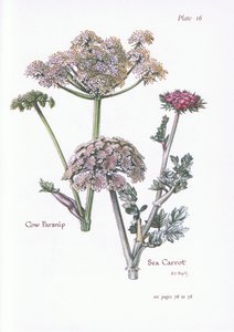 Berce commune, Carotte de mer, 1951