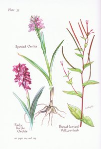 Orchis mâle, Orchis tacheté, Épilobe à feuilles larges, 1951
