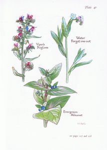 Buglosse toujours verte, Buglosse, Myosotis des marais, 1951