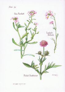 Cardamine des prés ou Cresson des prés, Scabieuse des champs, Roquette de mer, 1951