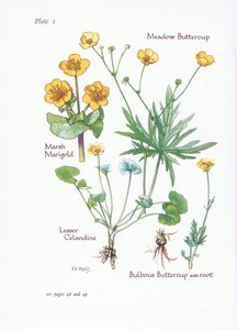 Populage des marais, Ficaire fausse-renoncule, Bouton d
