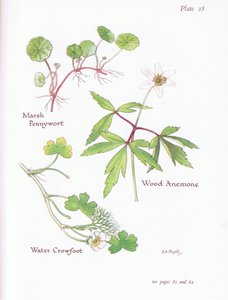 Hydrocotyle, Anémone des bois, Renoncule aquatique, 1951