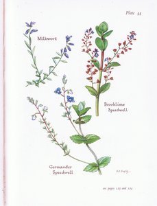 Polygale, Véronique des ruisseaux, Véronique, Germandrée Véronique
