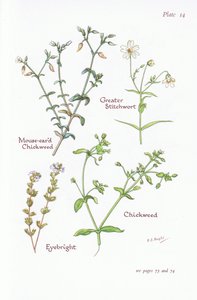 Stellaire holostée, Stellaire intermédiaire, Stellaire, Euphrasie, 1951