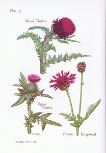 Chardon penché, Chardon des champs, Centaurée scabieuse, 1951