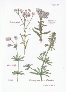 Achillée ptarmique, Achillée millefeuille, Aspérule odorante, Gaillet gratteron, 1951