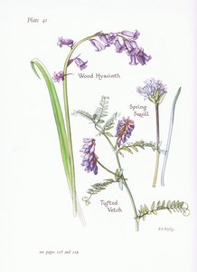 Scille de printemps, Jacinthe des bois, Vesce cracca, 1951 - Bessie D. Inglis