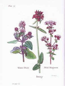 Menthe aquatique, Marjolaine sauvage, Bétoine, 1951