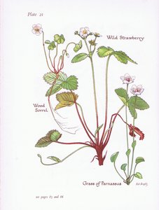 Oxalis, Fraisier des bois, Herbe de Parnasse, 1951 - Bessie D. Inglis