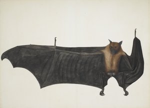 Grande chauve-souris indienne