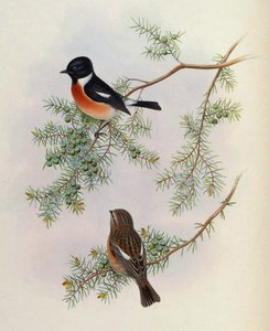 Saxicola maurus indicus, sur Juniperus formosana. De The Birds of Asia (John Gould), Volume 4