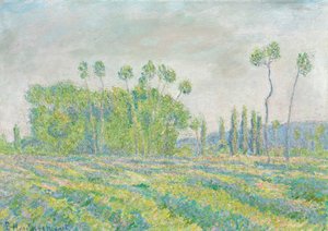 Français :  Giverny, Peupliers des Ajoux