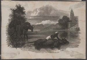 Les fermiers transportent du bétail mort, vers 1850 (gravure)
