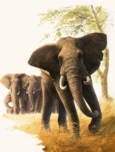 Eléphant mâle gardant les femelles et leurs petits