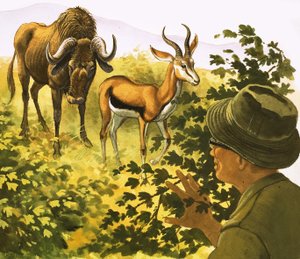 Homme observant un gnou et une antilope à travers les buissons