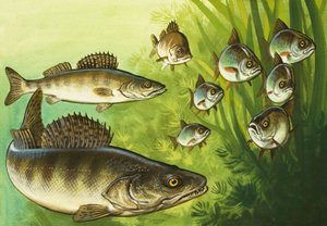 Brochet