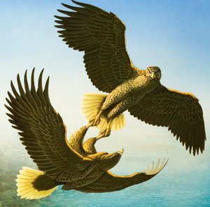 Sea Eagles (gouache sur papier)
