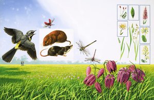 Les champs fleuris, avec la bergeronnette grise, le cardinal rouge, le campagnol des champs et diverses variétés d