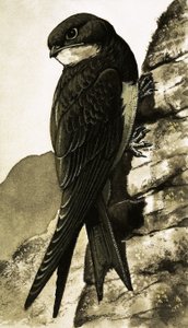 Le martinet