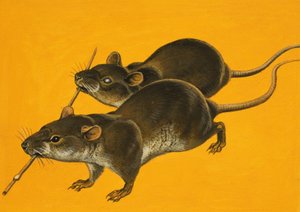 Deux souris aveugles