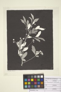 Myrtille